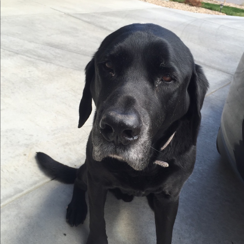 Meet your Posher, Tara